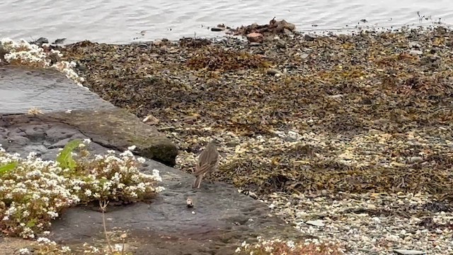 Pipit maritime - ML658033449