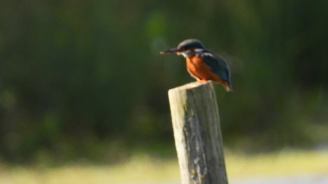 Martin-pêcheur d'Europe - ML658033604