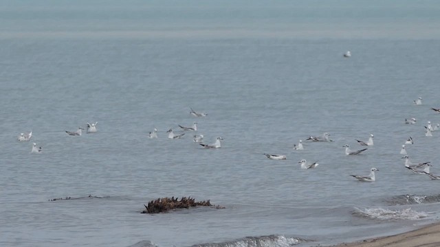 Mouette de Bonaparte - ML658033622