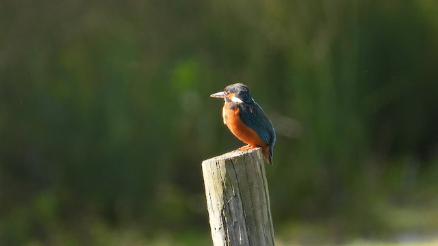 Martin-pêcheur d'Europe - ML658033636