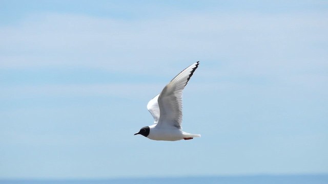 Mouette de Bonaparte - ML658033688