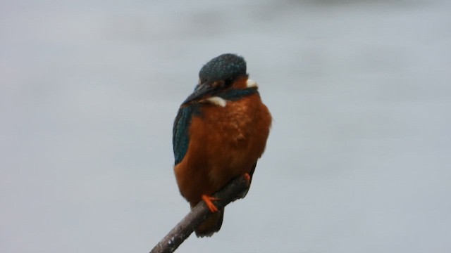 Martin-pêcheur d'Europe - ML658033705