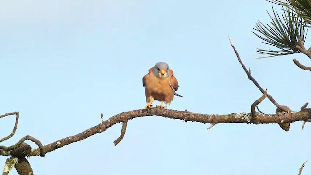 Faucon crécerellette - ML658034102