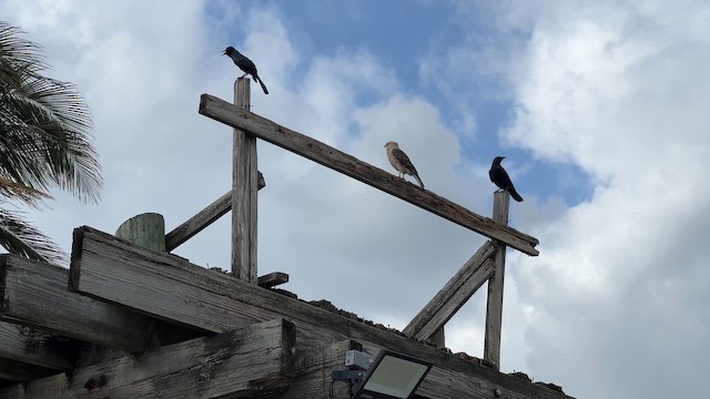 Caracara à tête jaune - ML658034113