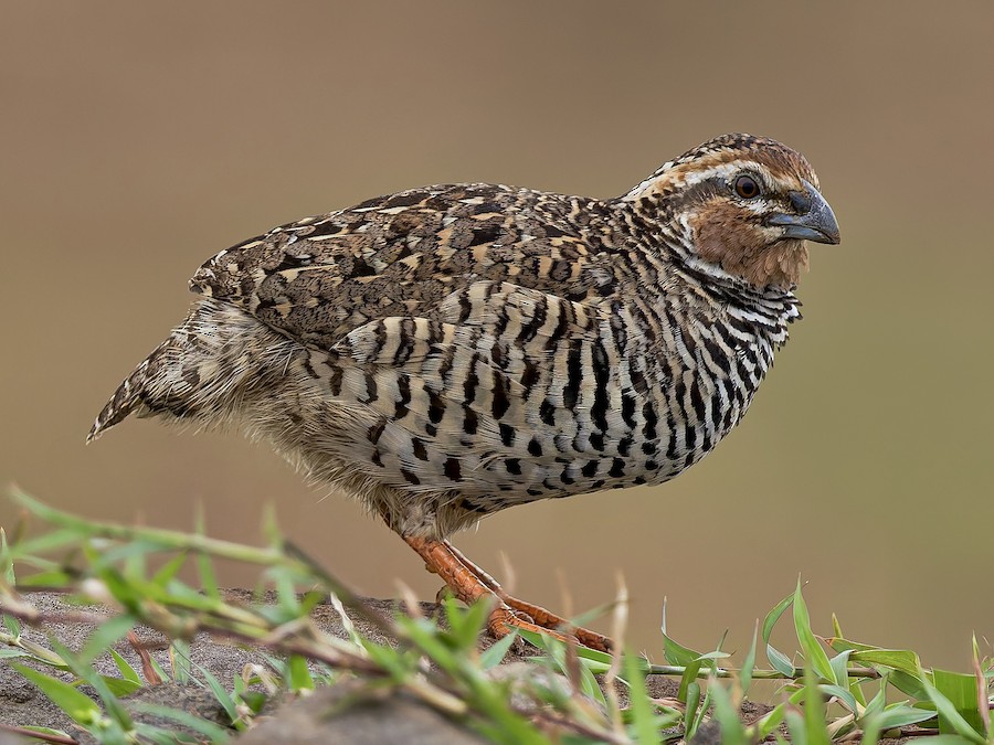Rock Bush-Quail - eBird