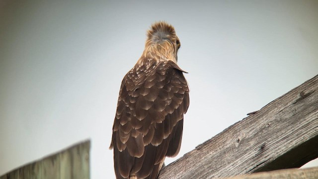Caracara à tête jaune - ML658034362