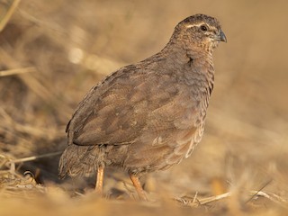 Rock Bush-Quail - Perdicula argoondah - Birds of the World