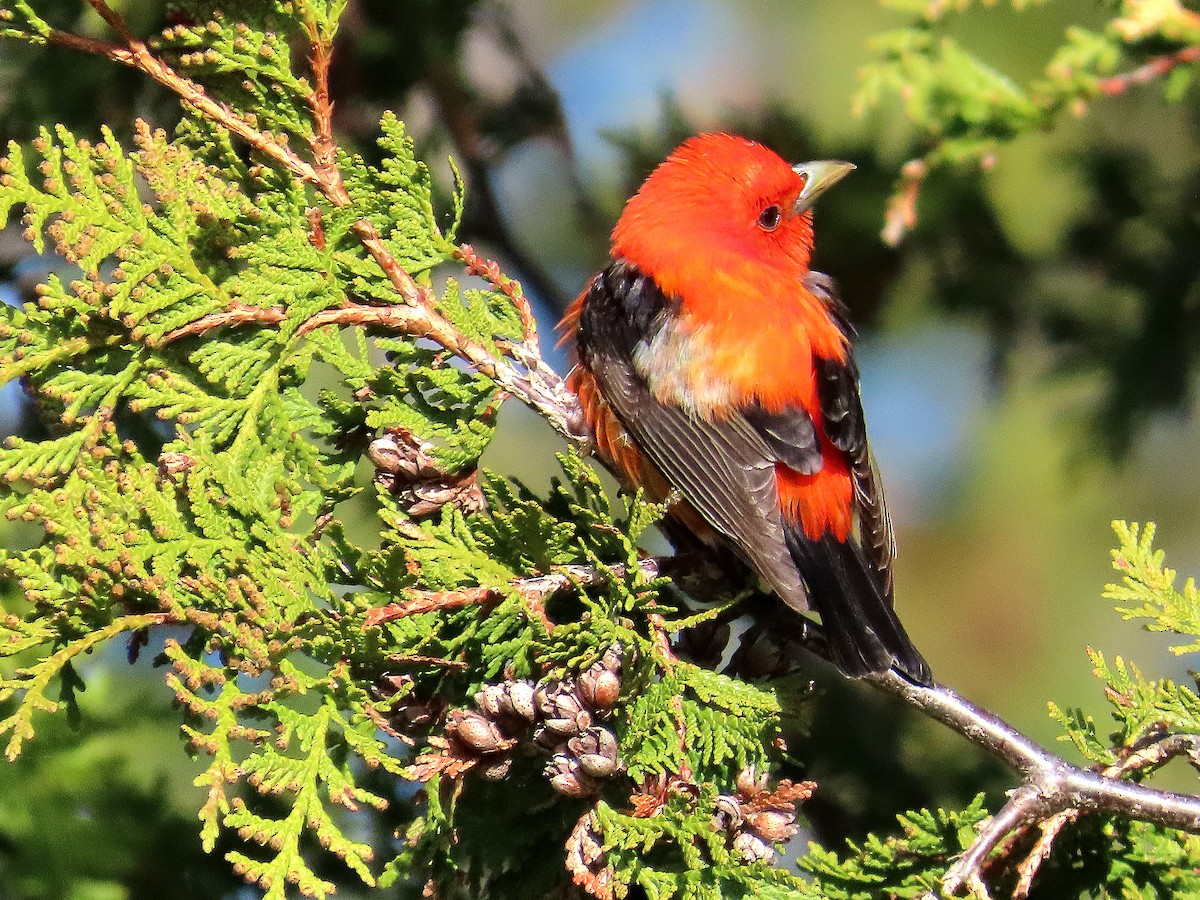 Scarlet Tanager - ML658035225