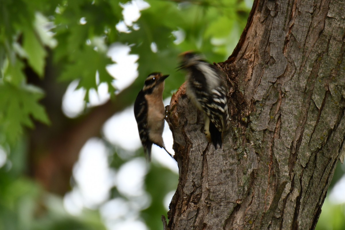 Downy Woodpecker - ML658035256