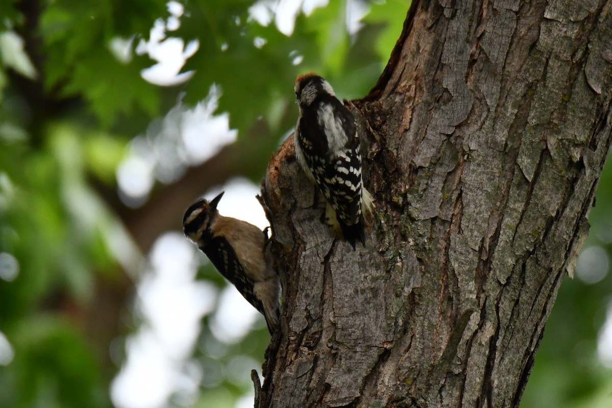 Downy Woodpecker - ML658035258