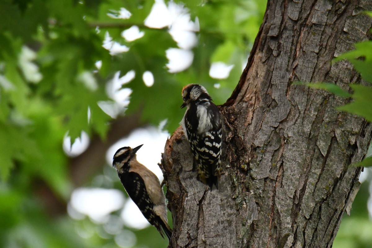 Downy Woodpecker - ML658035259
