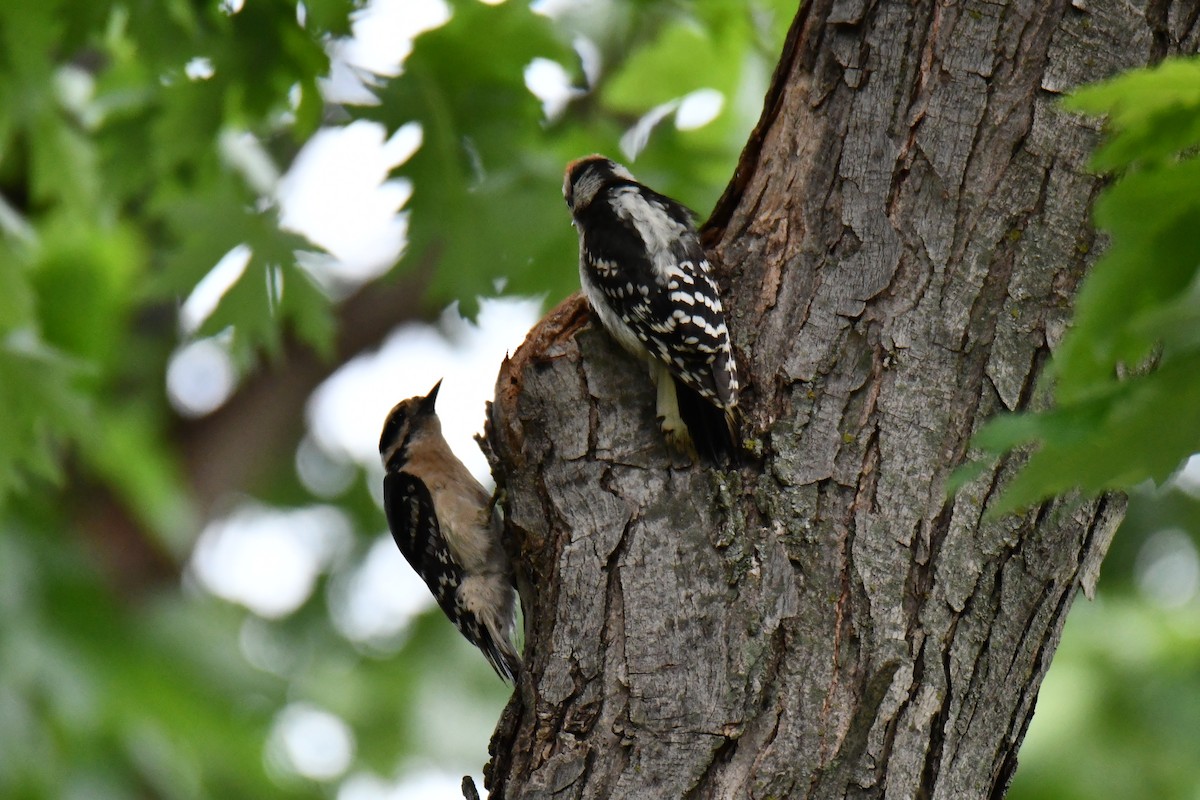 Downy Woodpecker - ML658035260