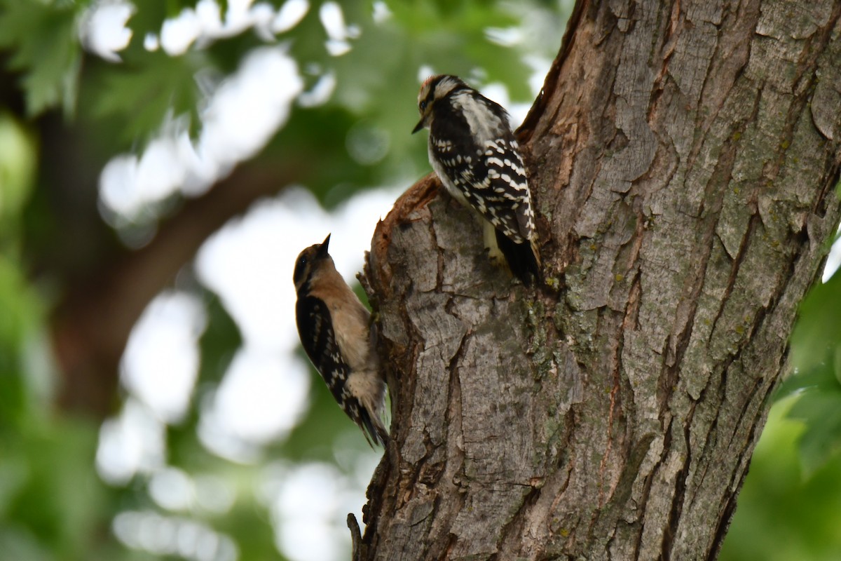 Downy Woodpecker - ML658035262
