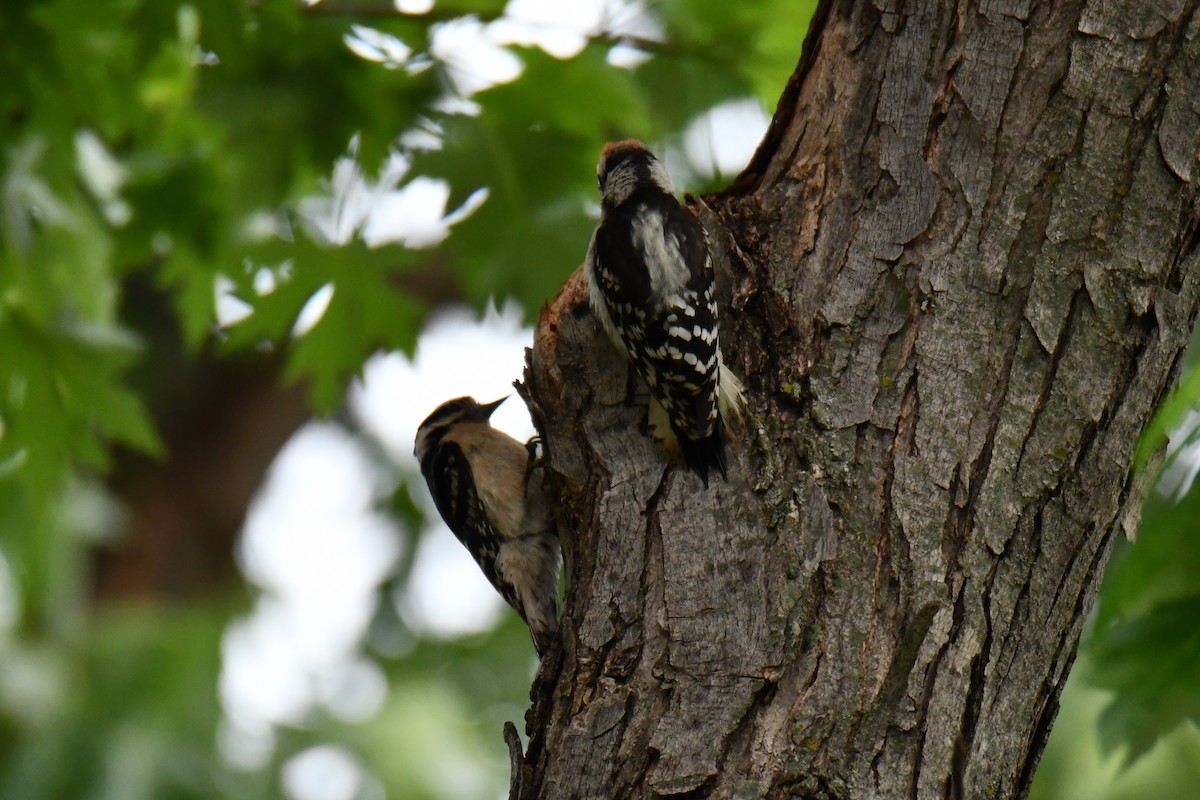 Downy Woodpecker - ML658035263