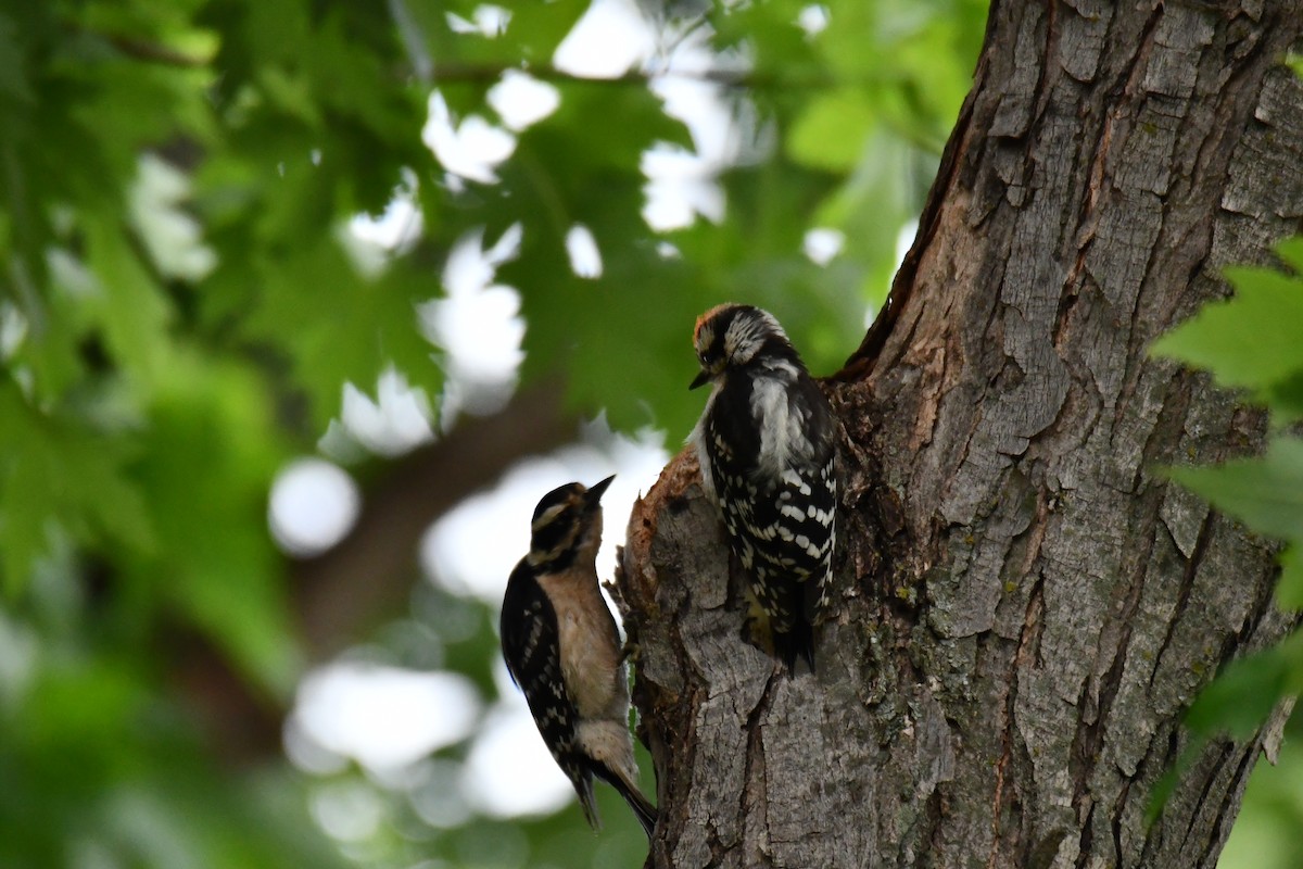 Downy Woodpecker - ML658035264