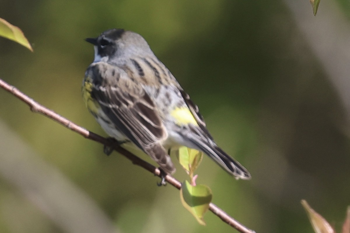Yellow-rumped Warbler - ML658035266
