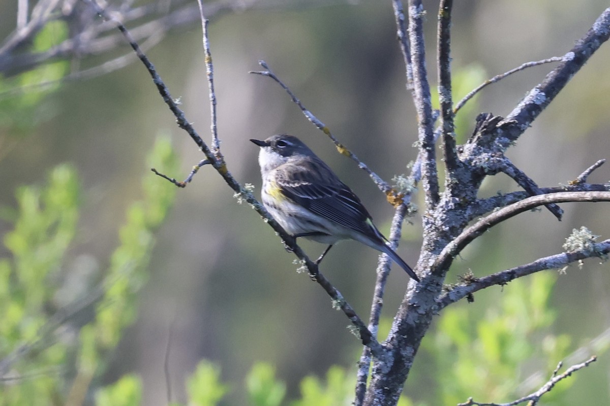 Yellow-rumped Warbler - ML658035267