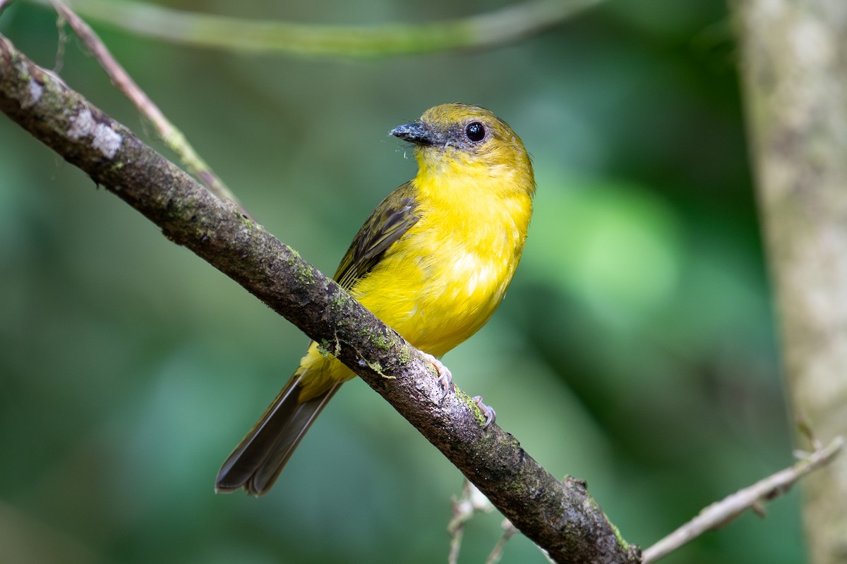 Bornean Whistler - ML658035269