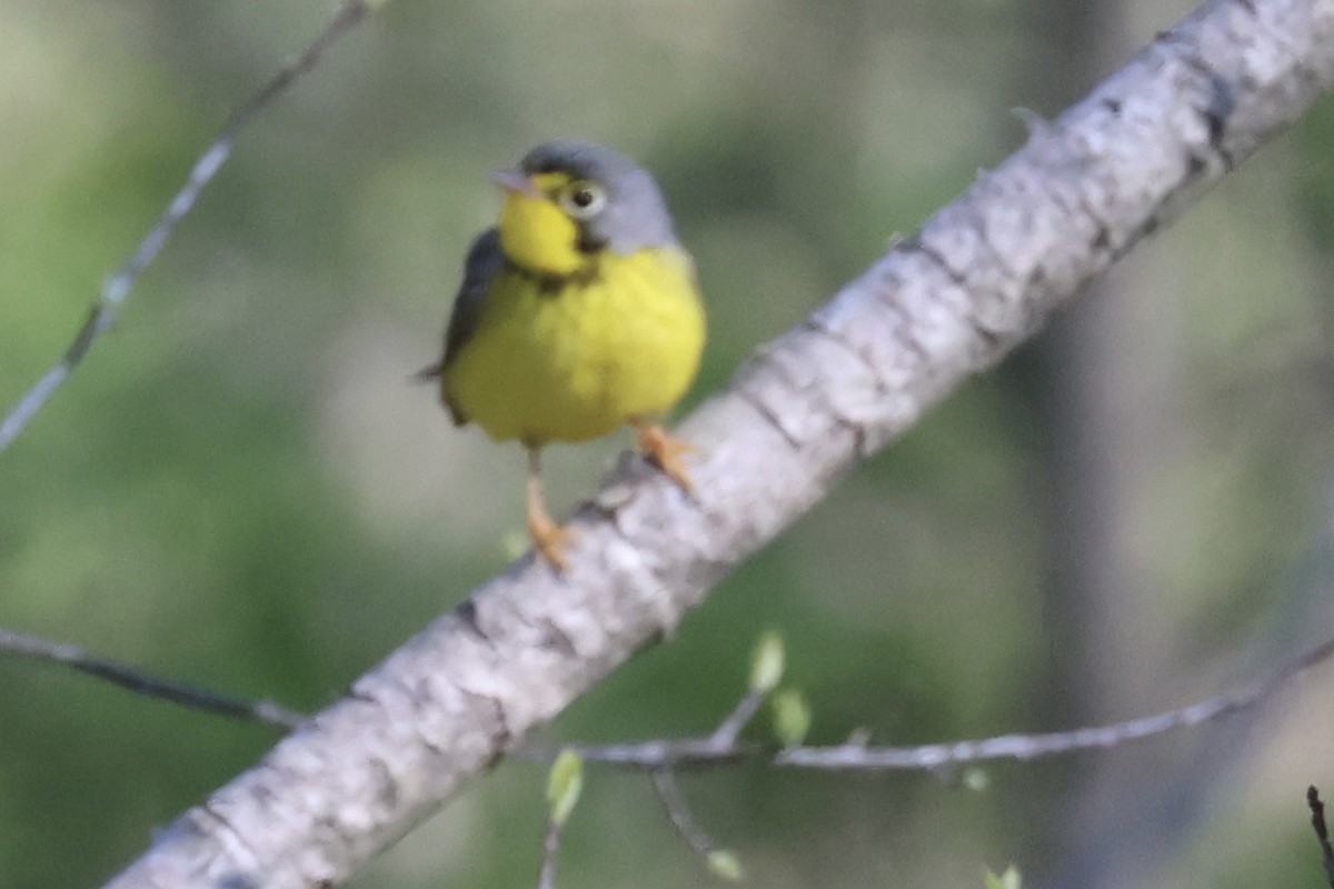 Canada Warbler - ML658035272