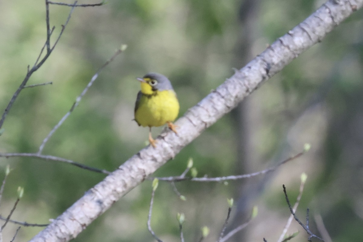 Canada Warbler - ML658035273
