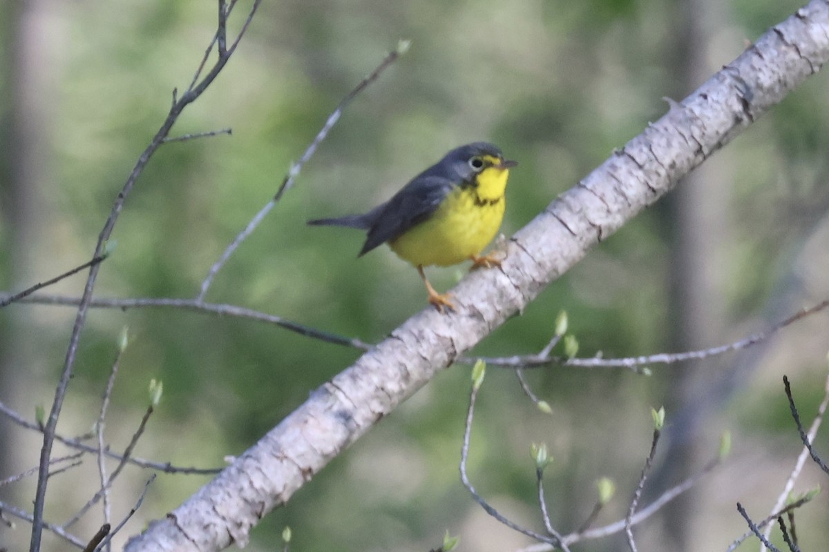 Canada Warbler - ML658035274