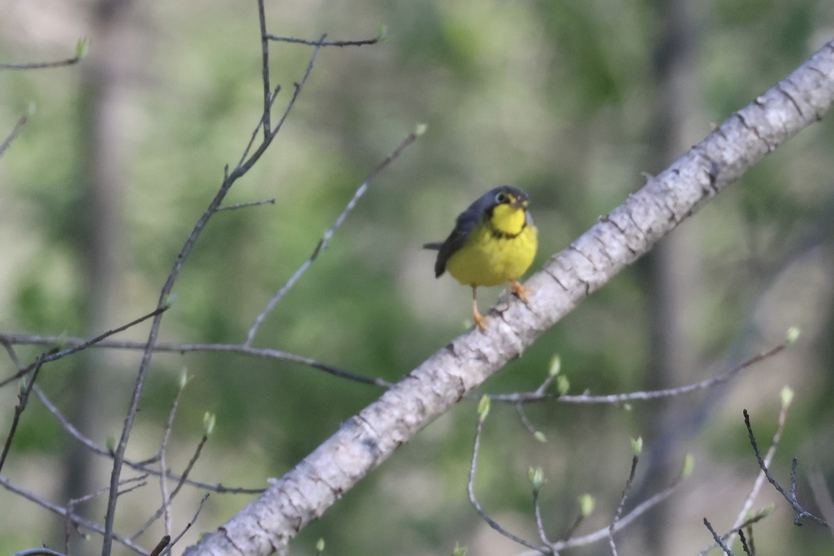 Canada Warbler - ML658035275