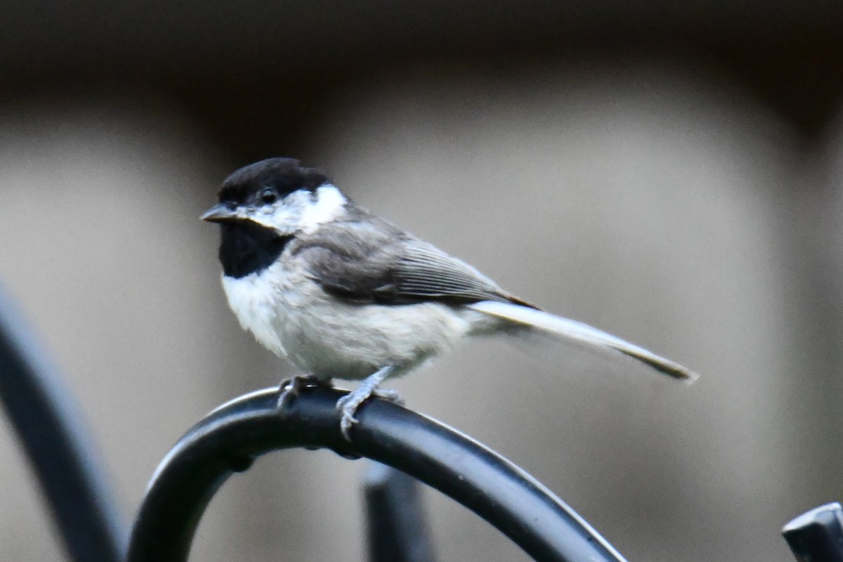 Carolina Chickadee - ML658035282