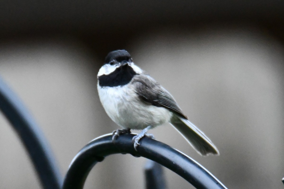 Carolina Chickadee - ML658035283