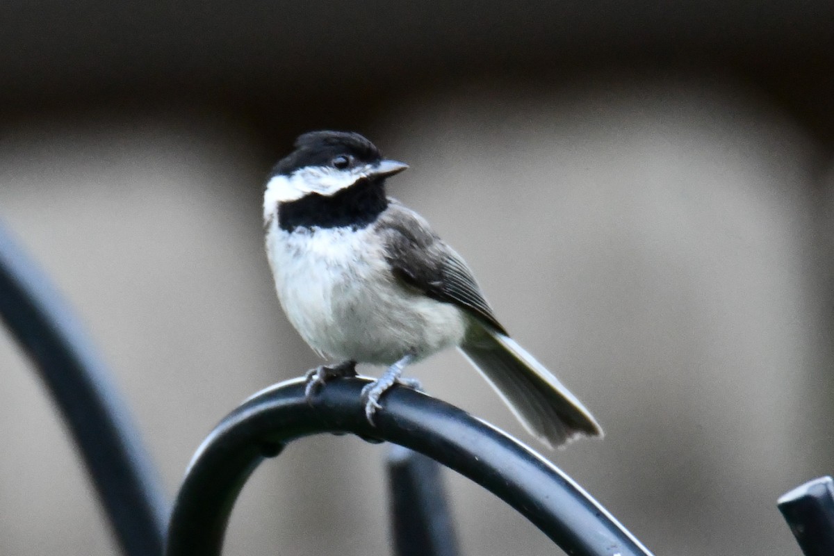 Carolina Chickadee - ML658035284