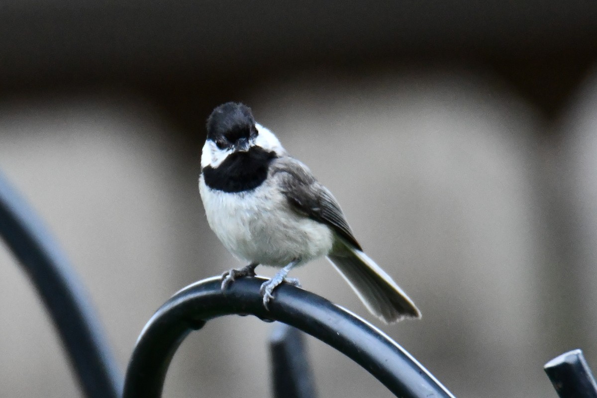 Carolina Chickadee - ML658035285