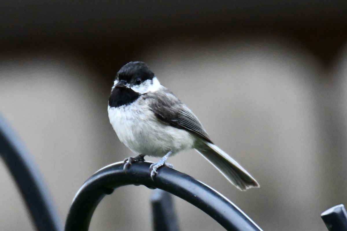 Carolina Chickadee - ML658035286
