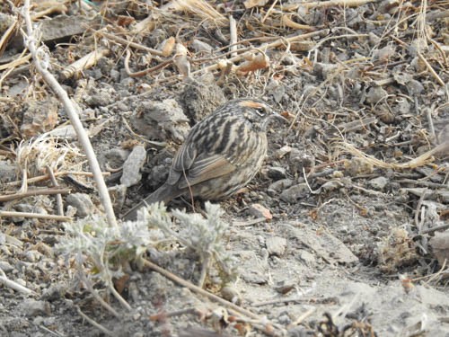 Rufous-breasted Accentor - ML658035296