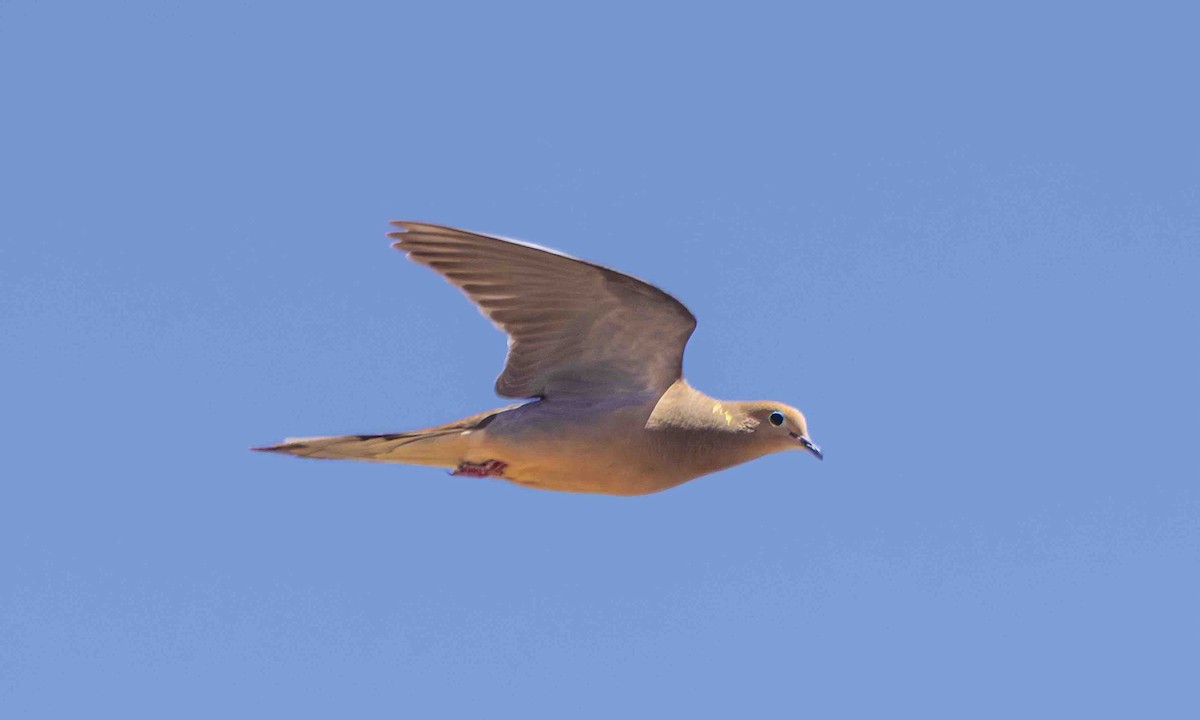 Mourning Dove - ML658035298
