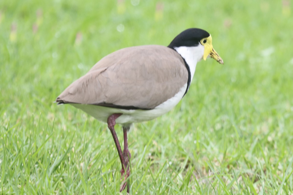 Masked Lapwing - ML658035299