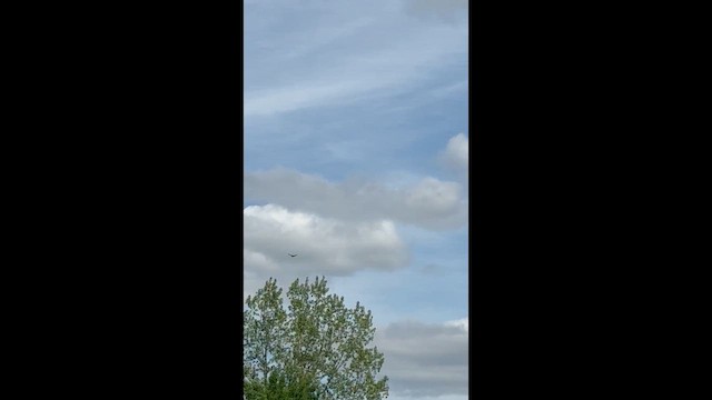 Катарта-индейка - ML658035580