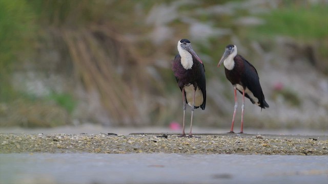 Asian Woolly-necked Stork - ML658035891