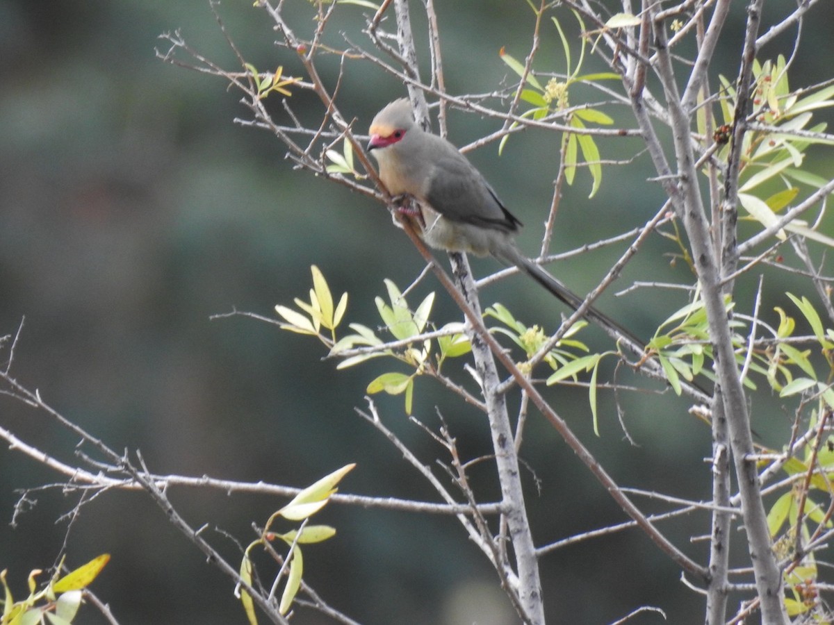 Red-faced Mousebird - ML658036610
