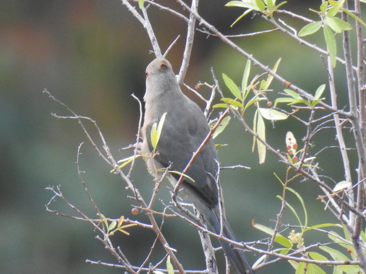 Red-faced Mousebird - ML658036611