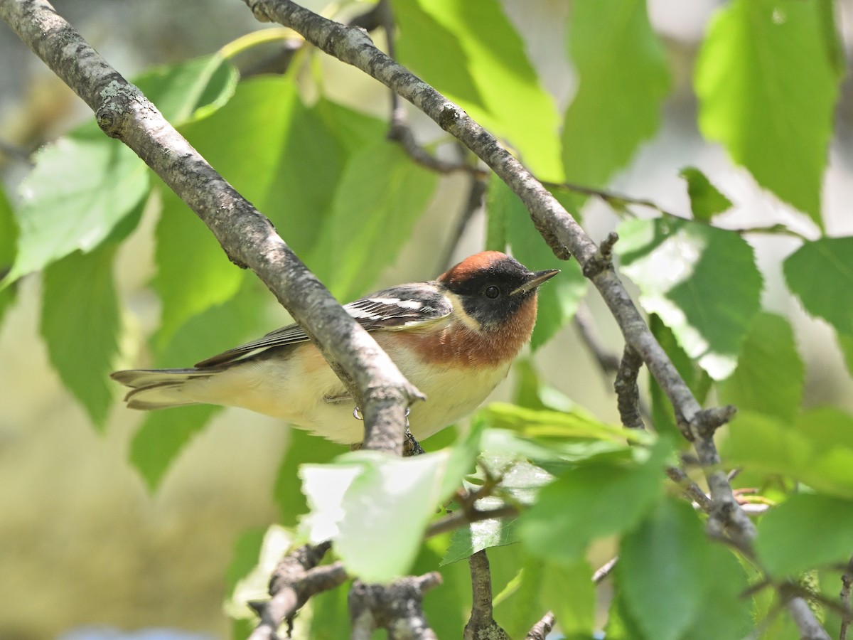 eBird Checklist - 20 May 2026 - Petrifying Springs Park - 30 species