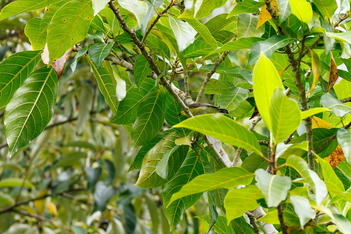 orientgerygone - ML658037709