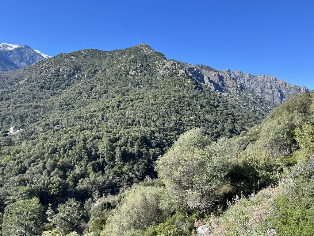 null - ML658038185