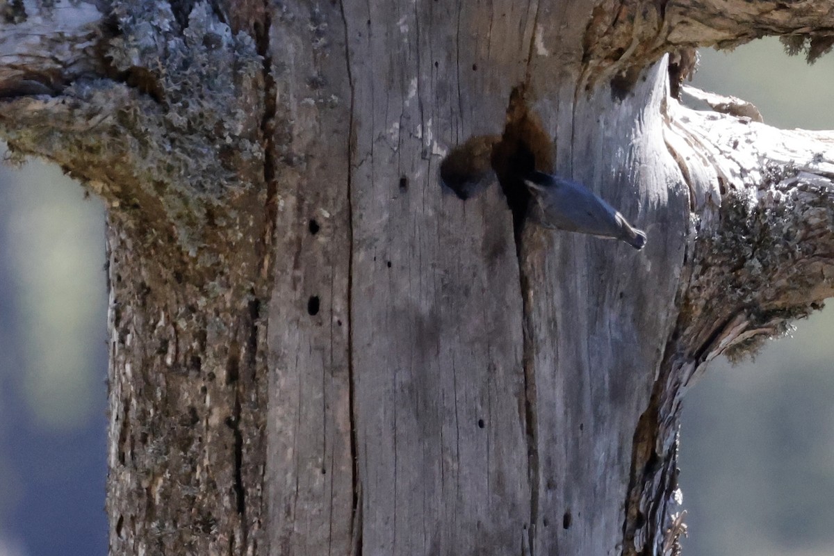 Corsican Nuthatch - ML658038258