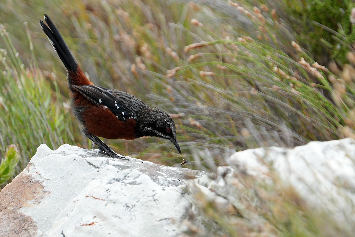 Cape Rockjumper - ML658038924