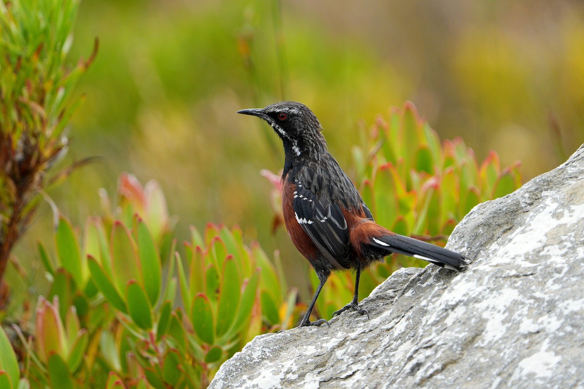 Cape Rockjumper - ML658038925