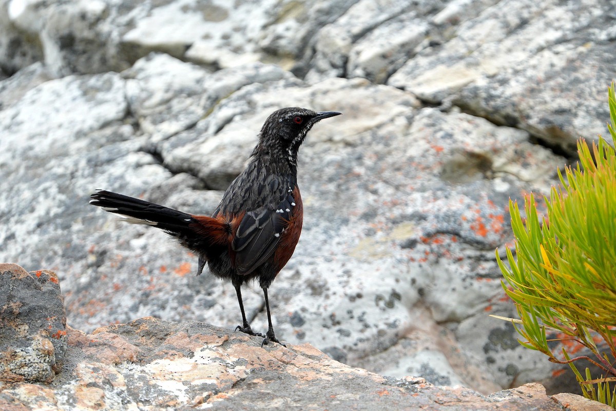 Cape Rockjumper - ML658038926