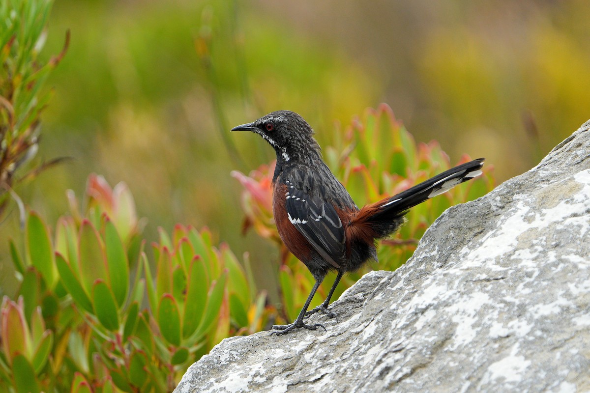 Cape Rockjumper - ML658038927