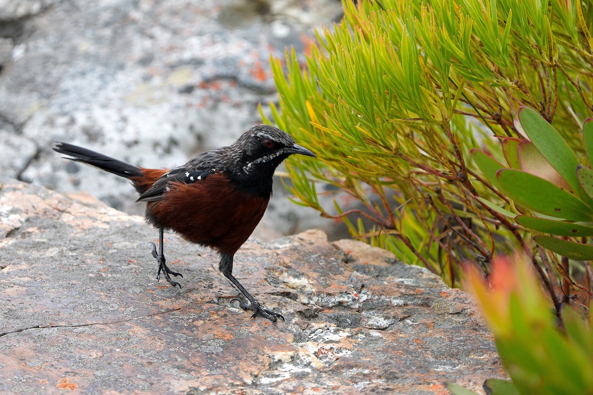 Cape Rockjumper - ML658038928