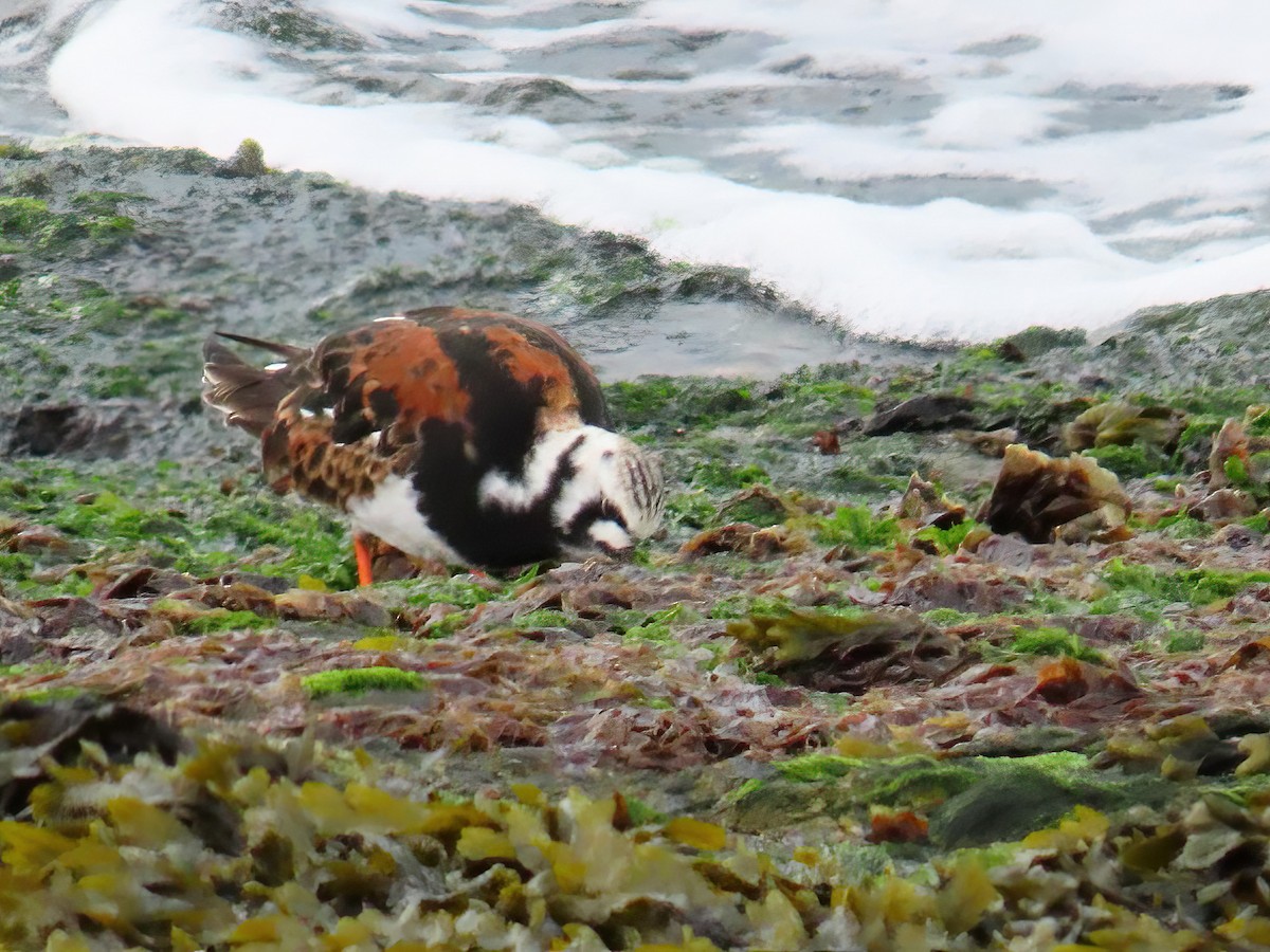 Ruddy Turnstone - ML658043446