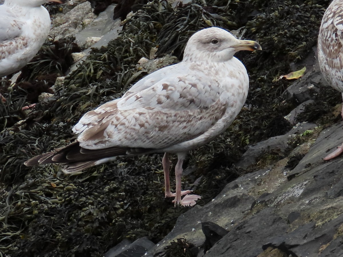 European Herring Gull - ML658043471
