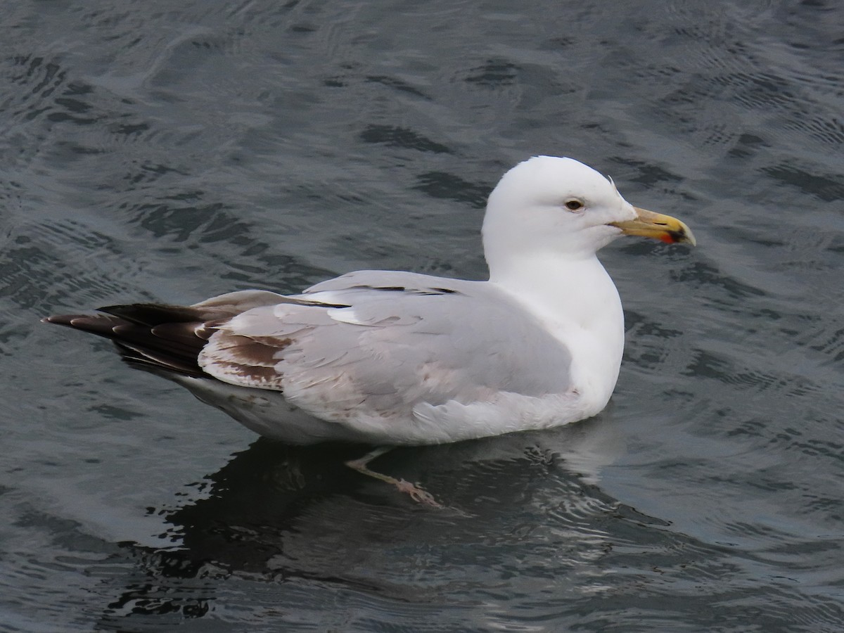 European Herring Gull - ML658043472